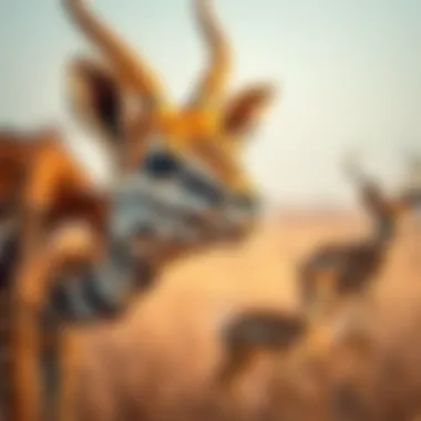 A close-up of native wildlife in Al Marmoom highlighting the biodiversity of the reserve