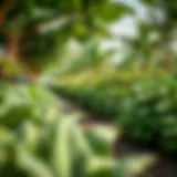 Lush Greenery in Emaar's Farm Gardens Lush greenery of farm gardens in an Emaar community