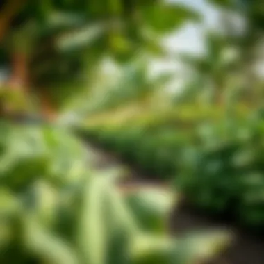 Lush Greenery in Emaar's Farm Gardens Lush greenery of farm gardens in an Emaar community